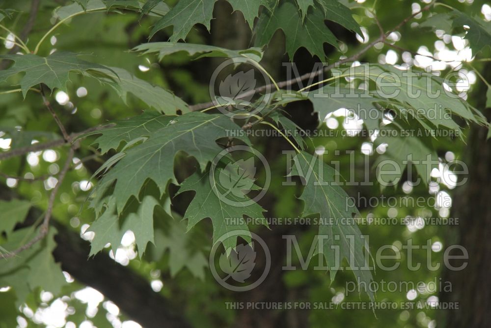 Quercus rubra (Northern red oak) 3 