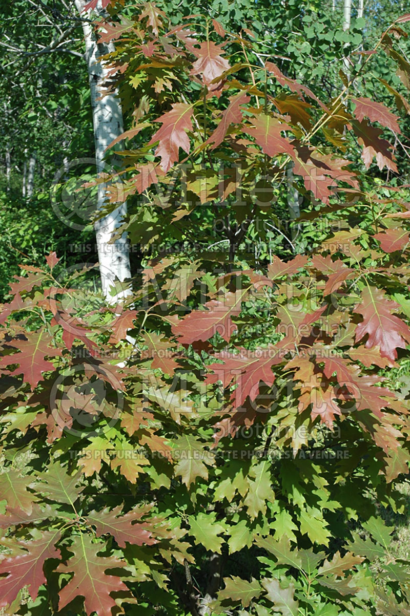 Quercus rubra (Northern red oak) 2 