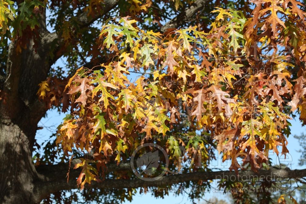 Quercus velutina (black oak) 2 