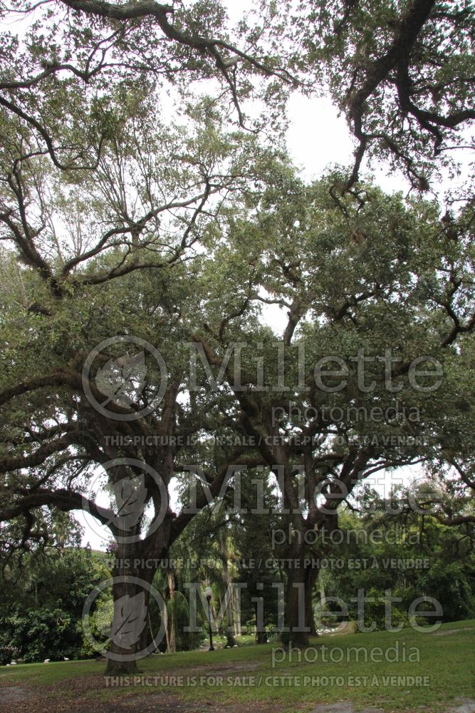 Quercus virginiana (Live oak) 2 