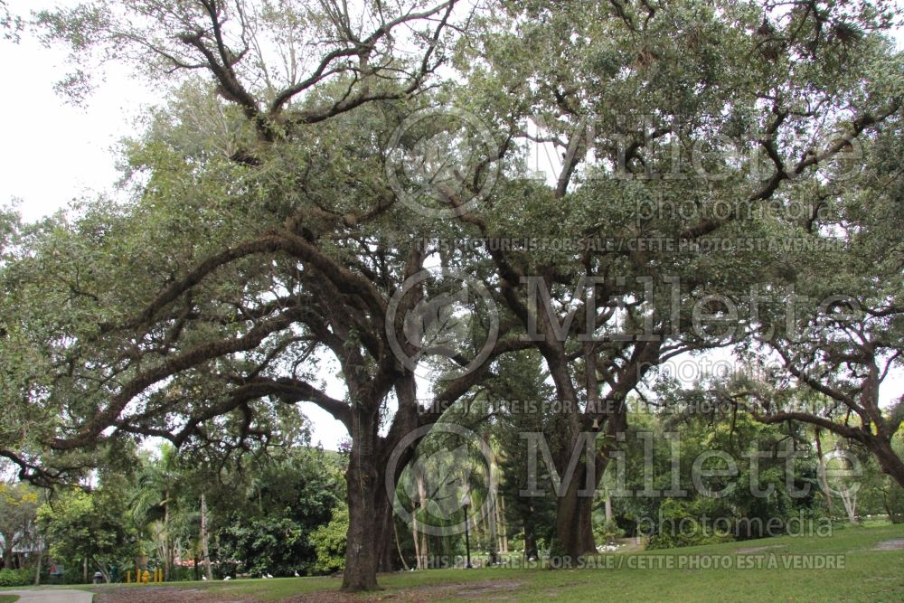 Quercus virginiana (Live oak) 3 