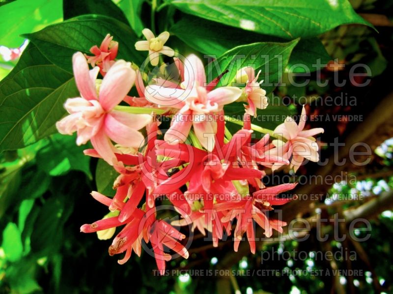 Quisqualis indica aka Combretum indicum (Chinese honeysuckle or Rangoon creeper) 6 