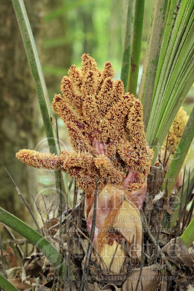 Rhapidophyllum hystrix (needle palm) 2 