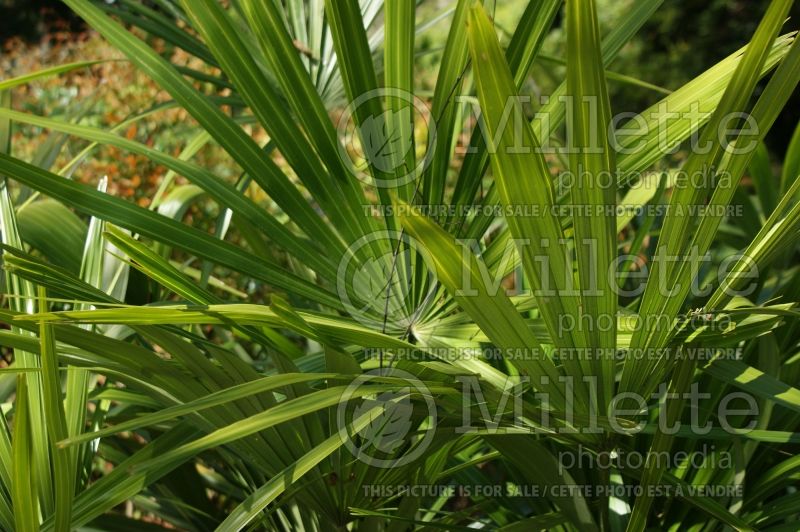 Rhapidophyllum hystrix (needle palm) 4 
