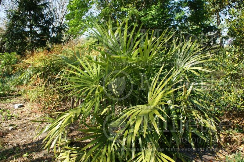 Rhapidophyllum hystrix (needle palm) 5 