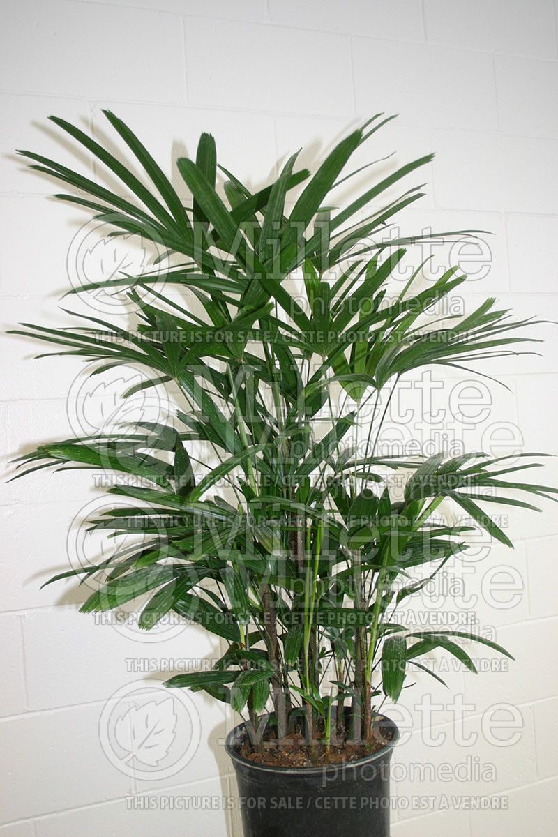 Rhapis excelsa (Broadleaf Lady Palm or Bamboo Palm) 1