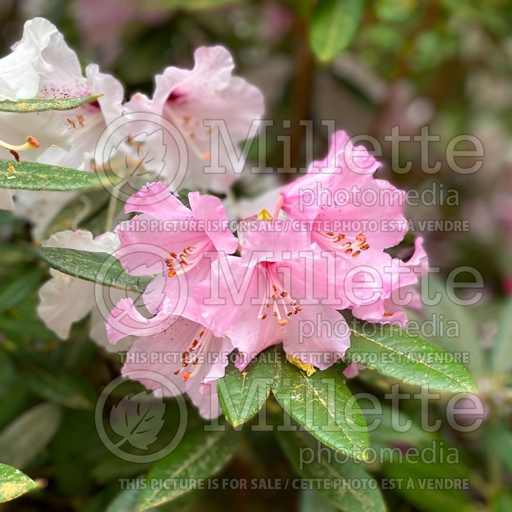 Rhododendron aka Azalea Bow Bells (Rhododendron Azalea) 1  