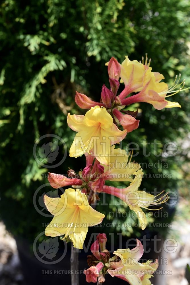 Rhododendron Canary Isle (Rhododendron azalea) 1