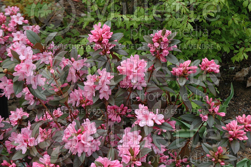 Rhododendron aka Azalea Aglo (Rhododendron) 4