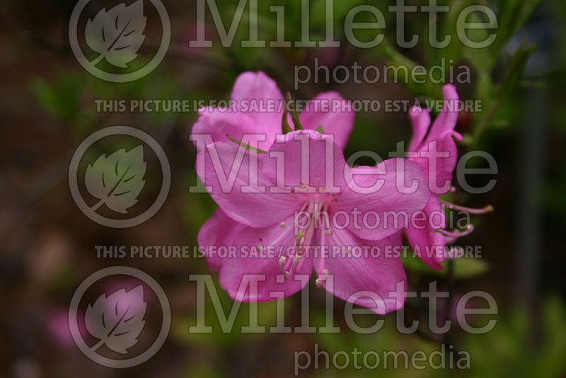 Rhododendron albrechtii (Rhododendron Azalea)  2 