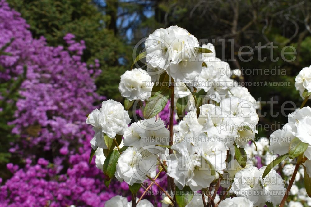 Rhododendron April Gem (Rhododendron azalea) 4