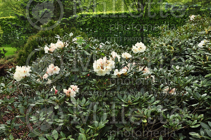 Rhododendron Babette (Rhododendron) 1