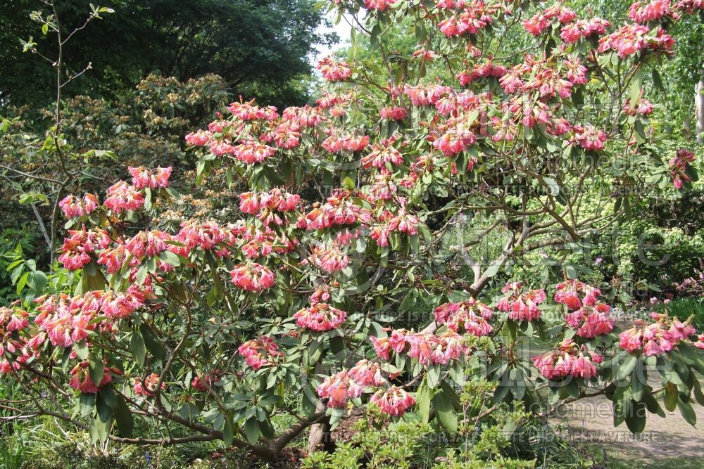 Rhododendron Bach Choir (Rhododendron azalea) 1 