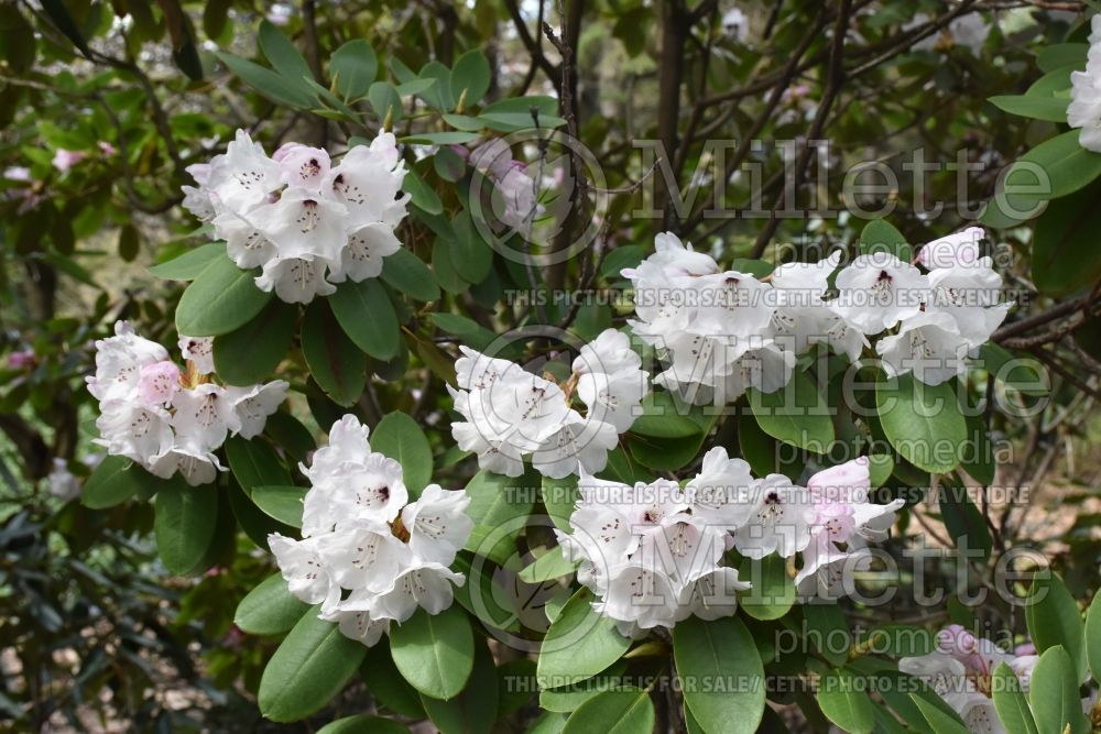 Rhododendron campylocarpum (Rhododendron azalea) 1