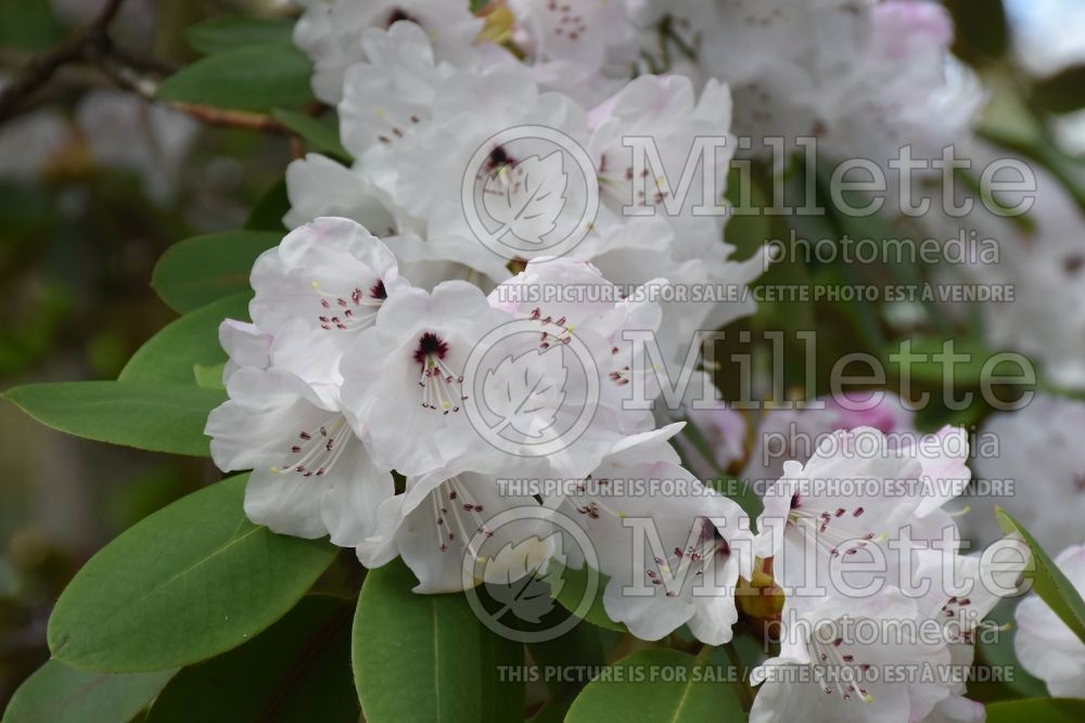 Rhododendron campylocarpum (Rhododendron azalea) 2
