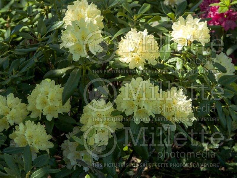 Rhododendron Capistrano (Rhododendron azalea) 1