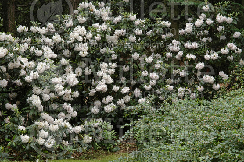 Rhododendron Album (Rhododendron) 5 