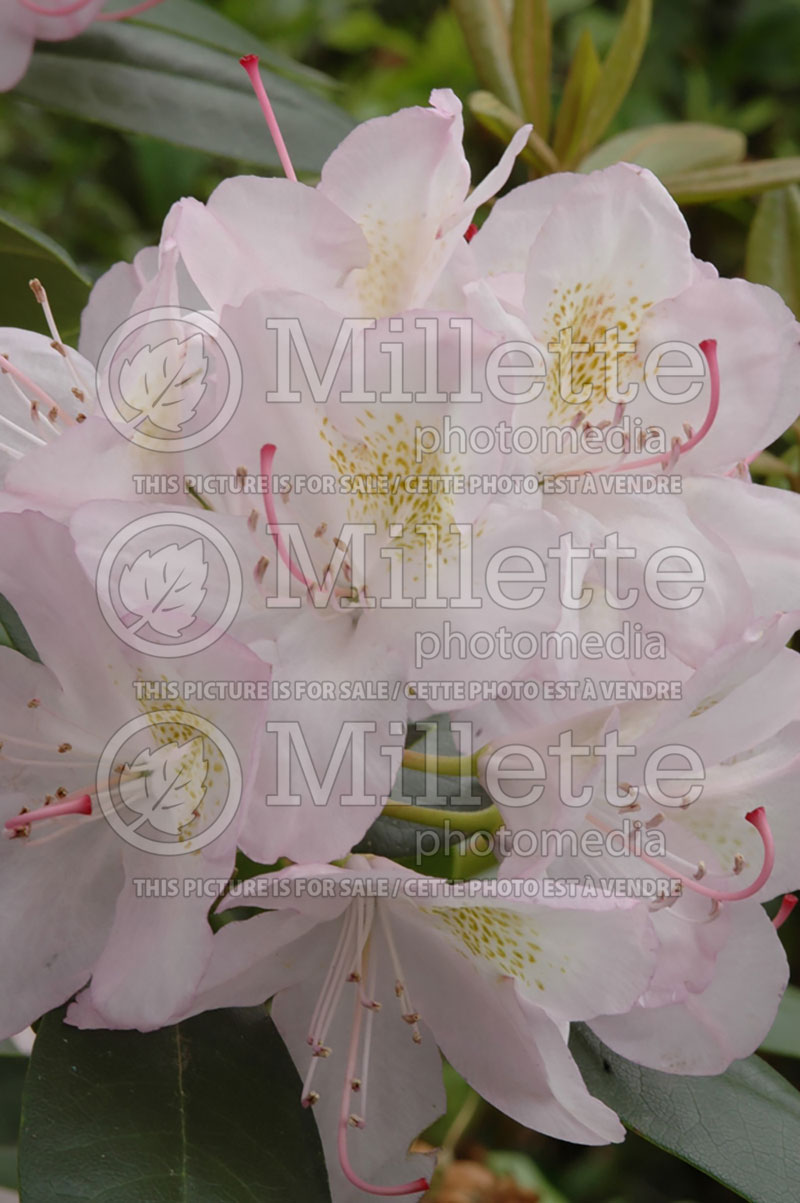 Rhododendron Album (Rhododendron) 6 