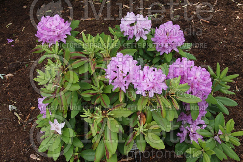 Rhododendron Boursault (Rhododendron) 5 