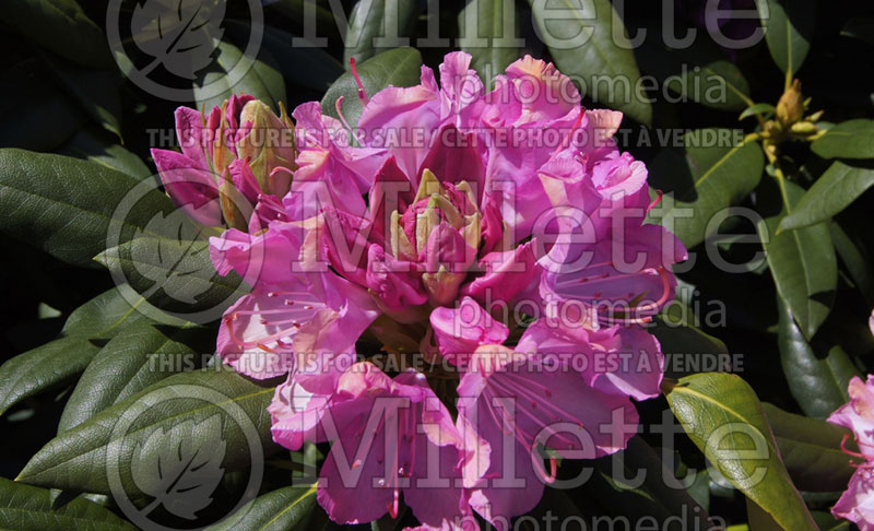 Rhododendron Roseum Pink (Azalea) 5 