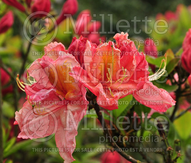 Rhododendron or Azalea Cecile (Rhododendron Azalea) 4  