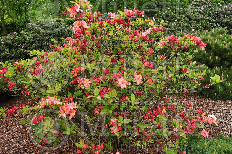 Rhododendron or Azalea Cecile (Rhododendron Azalea) 3  