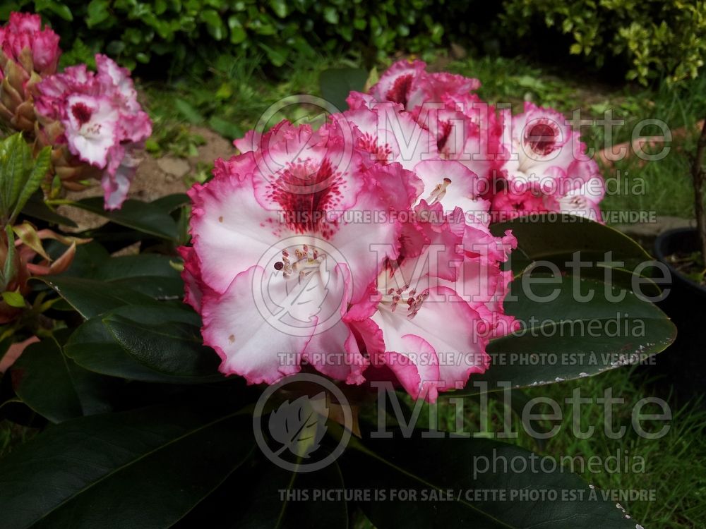 Rhododendron Cherry Cheesecake (Rhododendron azalea) 1