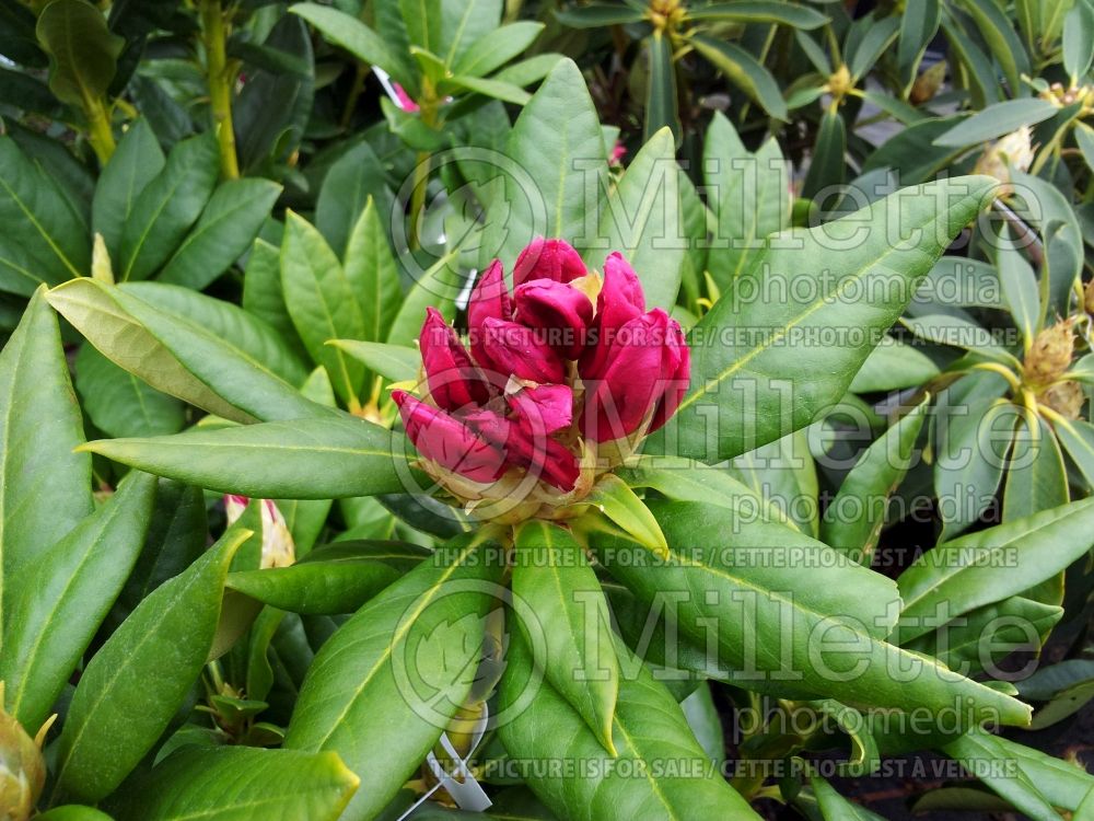 Rhododendron Cosmopolitan (Rhododendron) 3