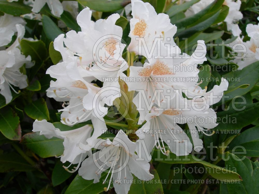 Rhododendron aka azalea Cunningham's White (Azalea)  5