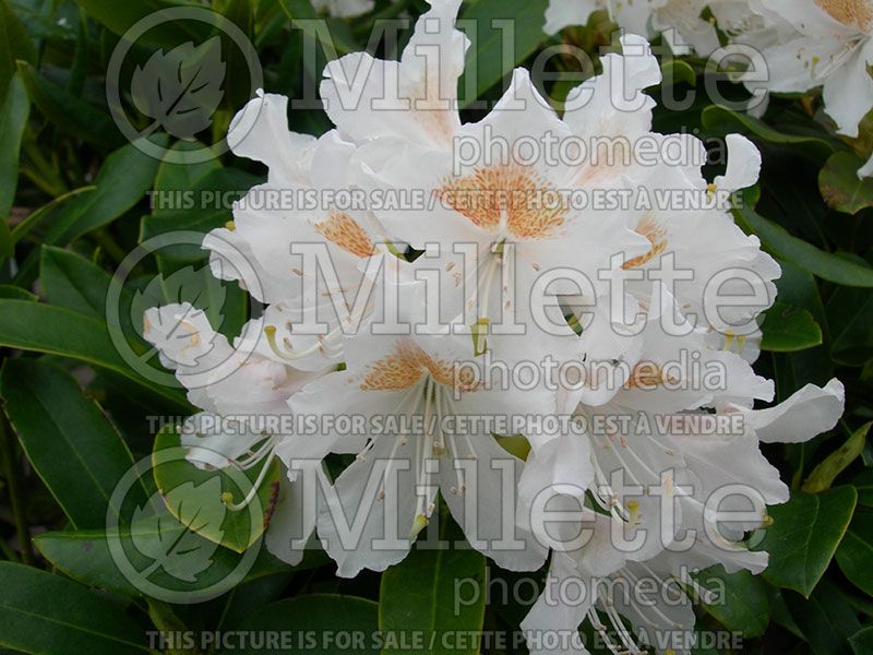 Rhododendron aka azalea Cunningham's White (Azalea)  6