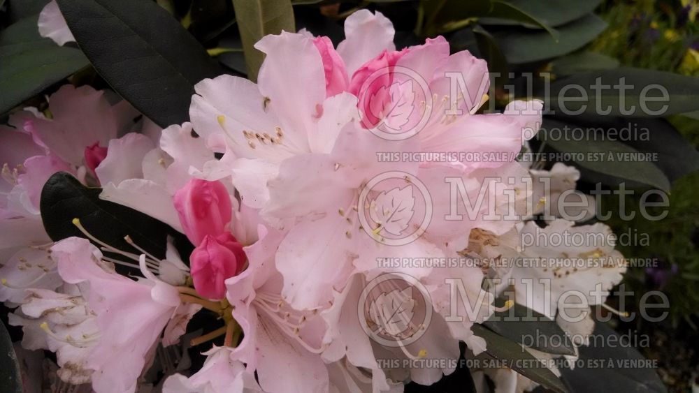 Rhododendron Dreamland (Rhododendron Azalea) 2  