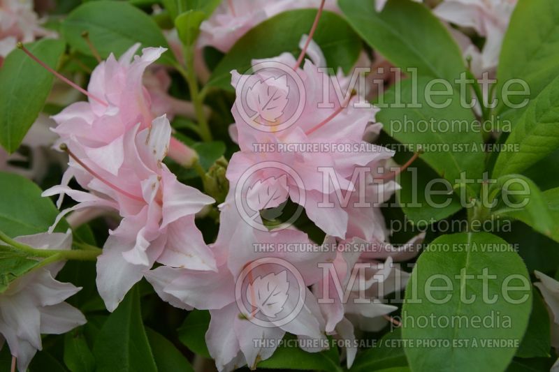 Rhododendron Electric Lights Double Pink (Rhododendron Azalea) 1  