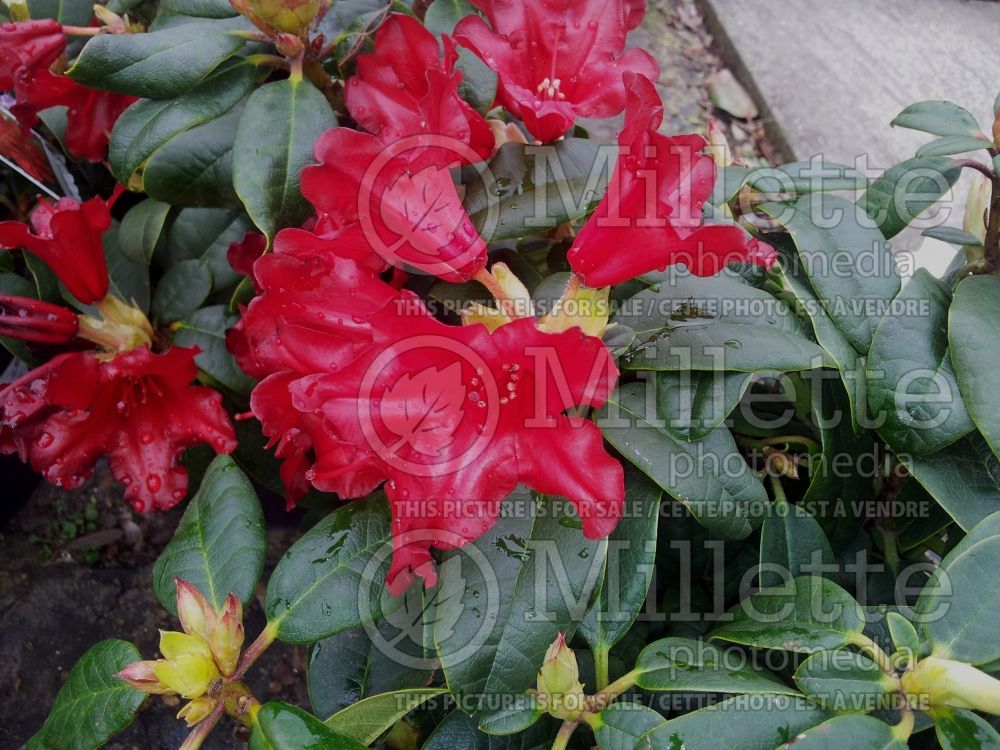 Azalea aka Rhododendron Elizabeth Hobbie (Rhododendron) 1
