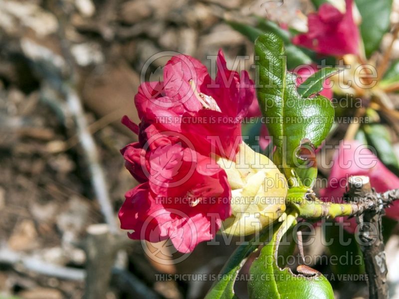 Rhododendron Finnish aka Elvira (Rhododendron) 2 