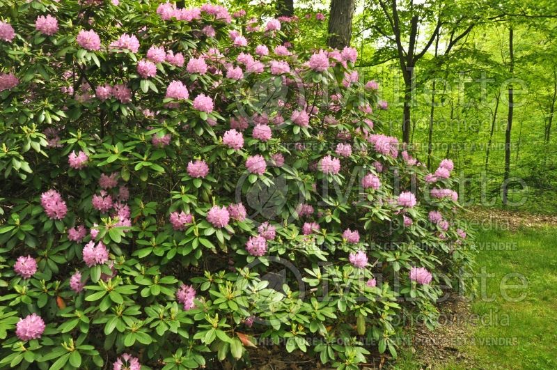 Rhododendron English Roseum (Rhododendron azalea) 1  