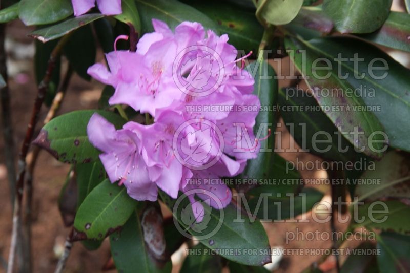 Rhododendron English Roseum (Rhododendron azalea) 3  