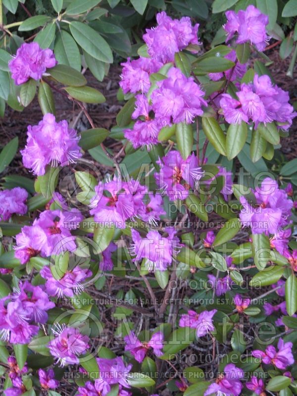 Rhododendron English Roseum (Rhododendron azalea) 4  