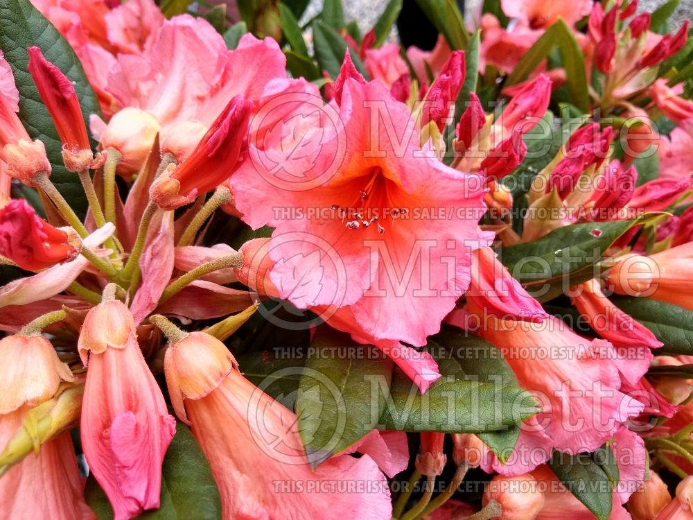 Rhododendron Fabia (Rhododendron azalea) 1
