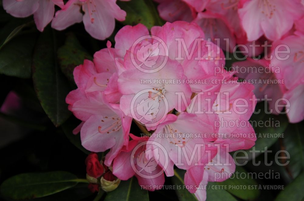 Rhododendron Fantastica (Rhododendron Azalea) 1  
