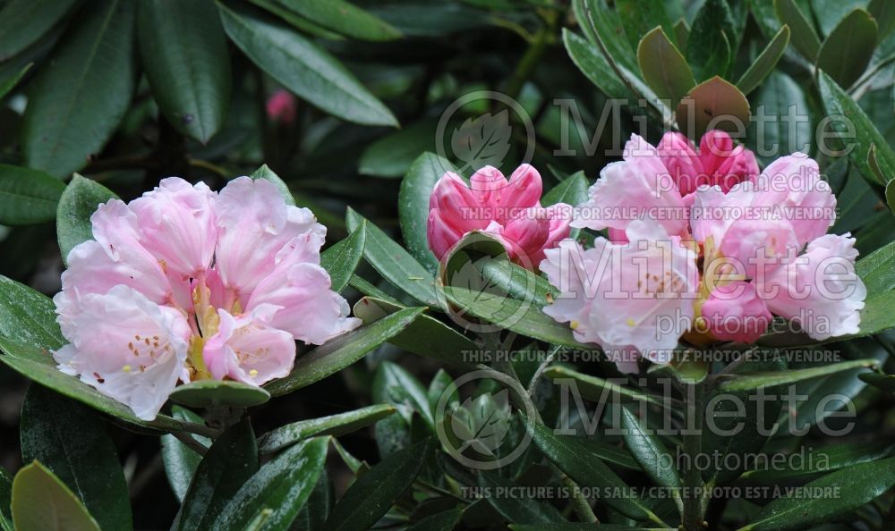Azalea aka Rhododendron Golfer  (Rhododendron) 7  