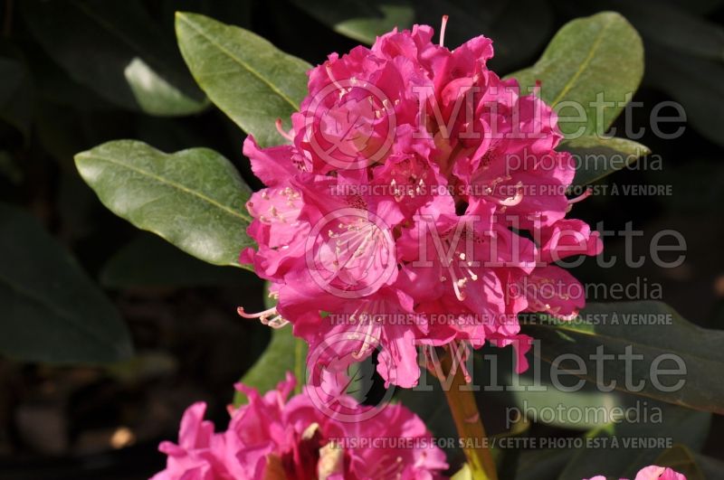 Rhododendron Holden (Rhododendron) 1  