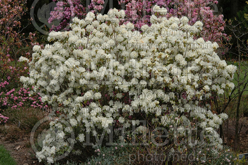 Rhododendron Ivory Coast (Rhododendron Azalea) 1 