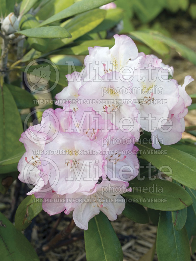 Rhododendron Ken Janeck (Rhododendron) 1 