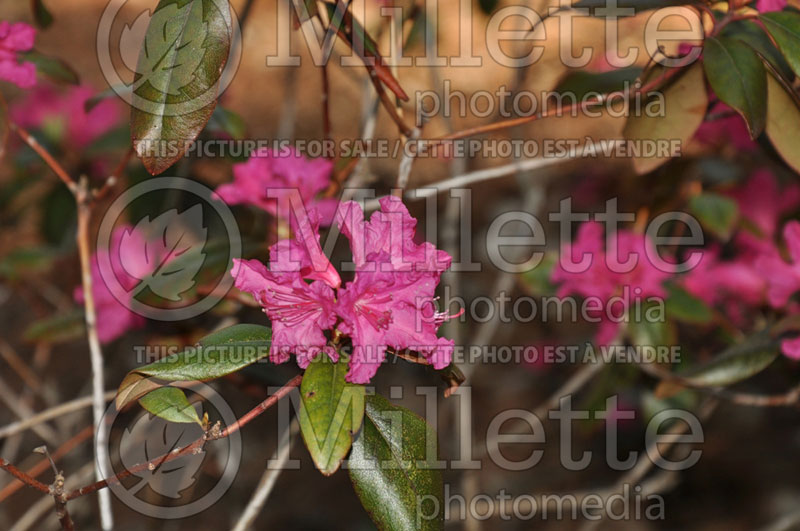 Rhododendron Landmark (Rhododendron azalea) 1 