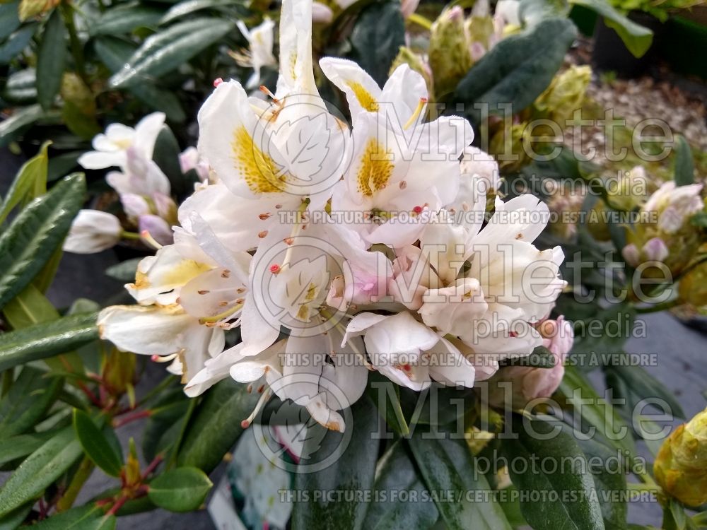Rhododendron Madame Masson (Rhododendron azalea) 1