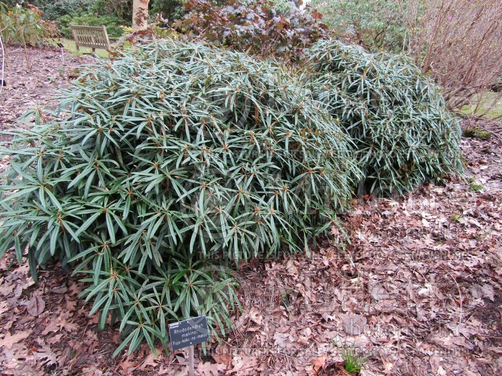 Rhododendron Fuju-kaku-no-matsu (Rhododendron azalea) 1
