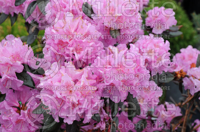 Rhododendron Midnight Ruby (Rhododendron) 4