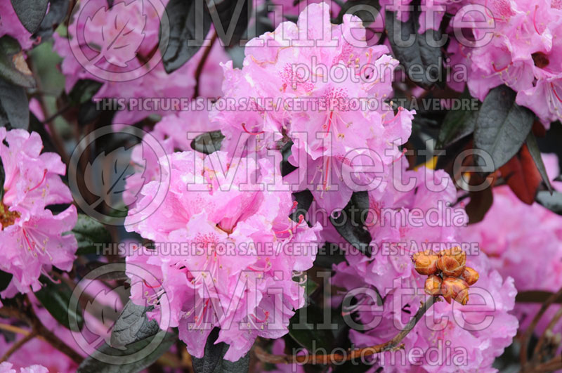 Rhododendron Midnight Ruby (Rhododendron) 5