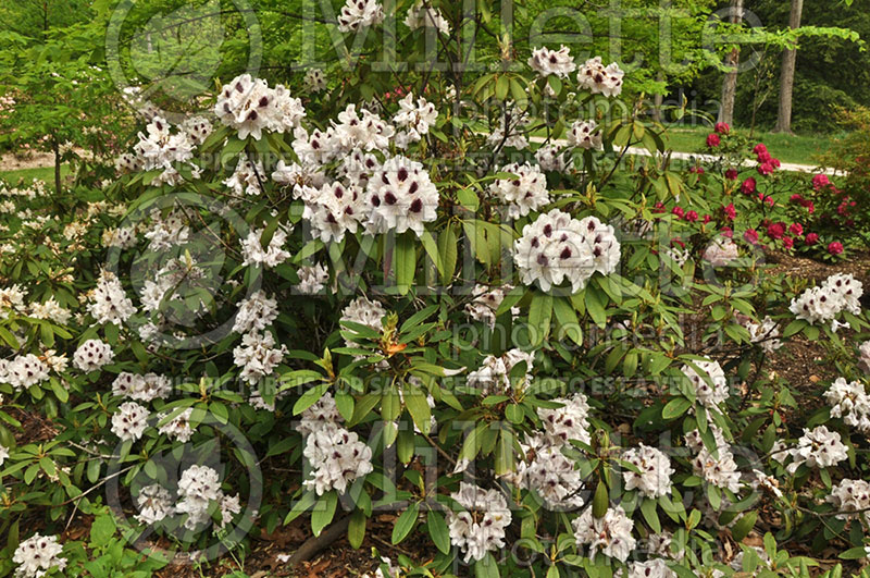 Rhododendron White Peter (Rhododendron Azalea) 2 