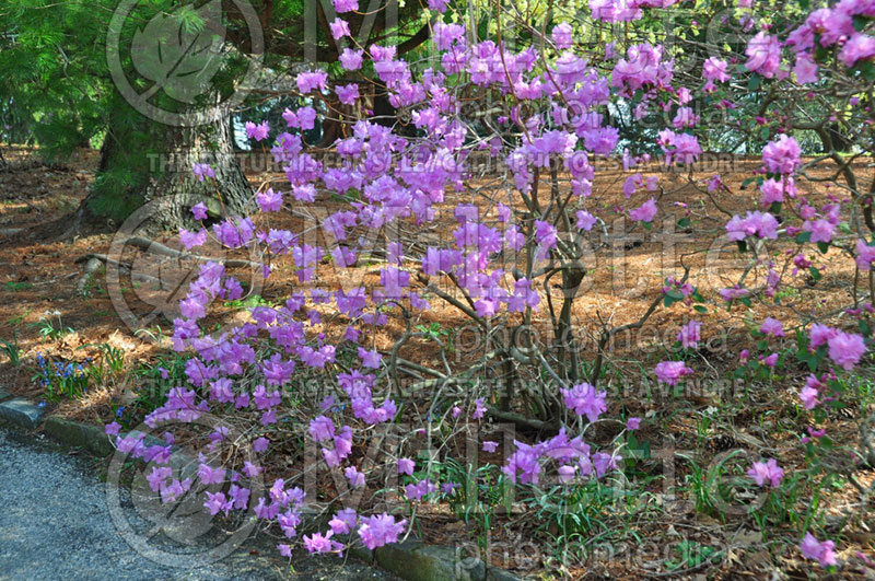 Rhododendron aka Azalea Cornell Pink (Rhododendron Azalea) 1 